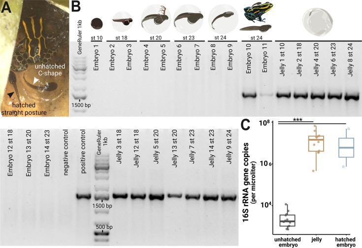 https://cdn.ncbi.nlm.nih.gov/pmc/blobs/3f1a/12313234/9676f30e2fd4/elife-103331-fig1-figsupp1.jpg