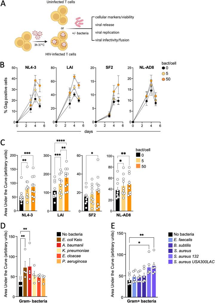 https://cdn.ncbi.nlm.nih.gov/pmc/blobs/3f1b/10100953/0d50f6b12452/spectrum.04313-22-f001.jpg