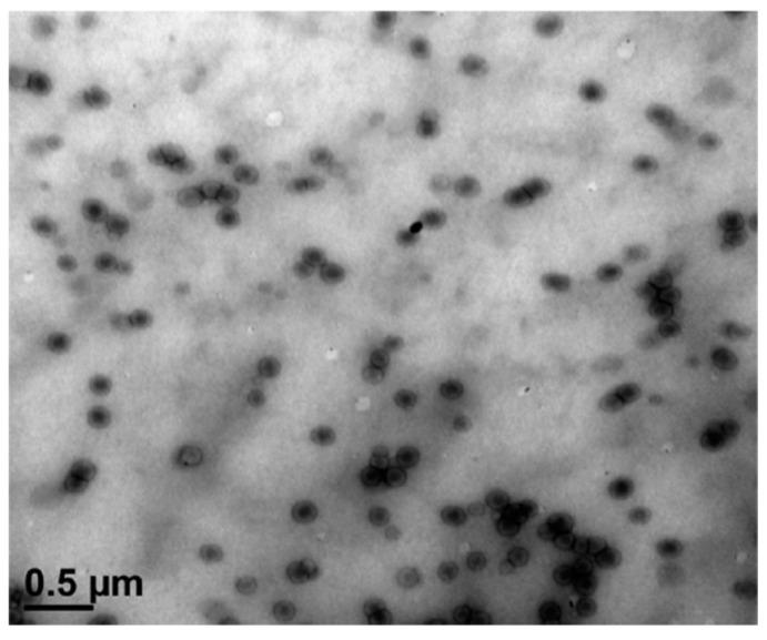 https://cdn.ncbi.nlm.nih.gov/pmc/blobs/3f1c/11679154/f33c18999879/polymers-16-03611-g009.jpg
