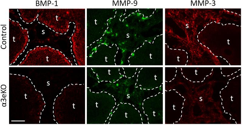 https://cdn.ncbi.nlm.nih.gov/pmc/blobs/3f1c/8659409/5fa9ac1ce7bb/gr3.jpg