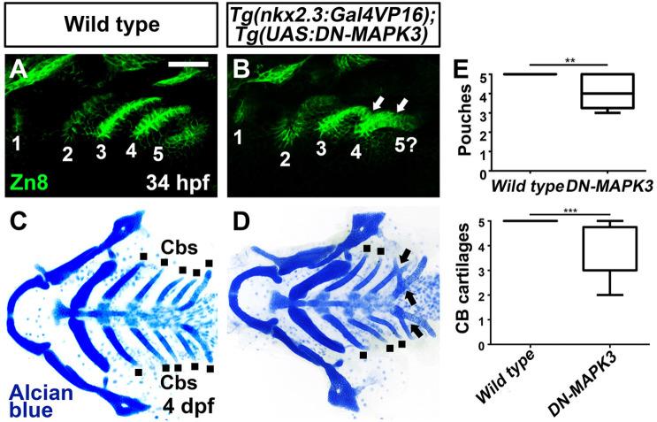 https://cdn.ncbi.nlm.nih.gov/pmc/blobs/3f23/10703102/f5fe46eba2d3/dr-27-3-137-g4.jpg