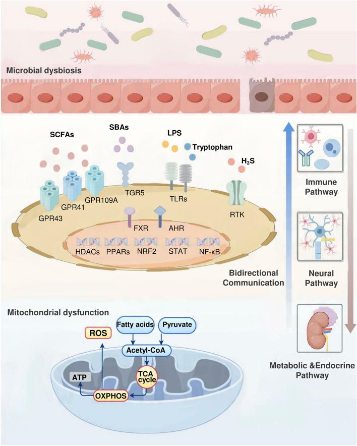 https://cdn.ncbi.nlm.nih.gov/pmc/blobs/3f2c/12052897/e2153fc38dd3/fphar-16-1574887-g002.jpg