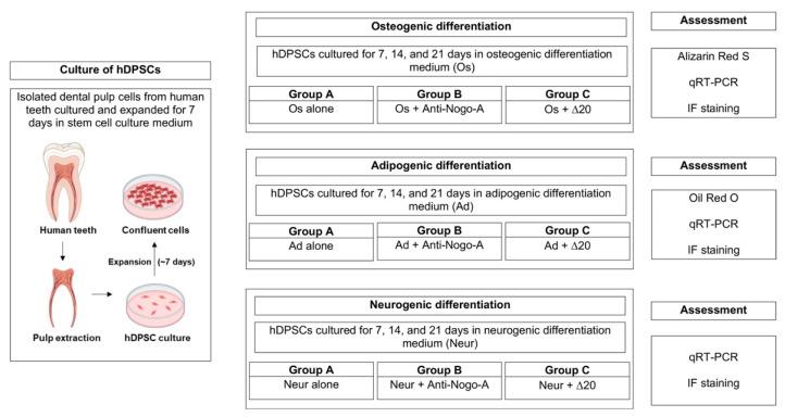 https://cdn.ncbi.nlm.nih.gov/pmc/blobs/3f30/9657129/1927135d7264/cells-11-03415-g001.jpg