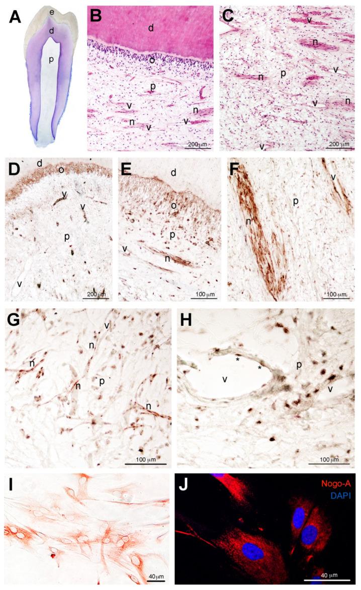 https://cdn.ncbi.nlm.nih.gov/pmc/blobs/3f30/9657129/3269e3f44841/cells-11-03415-g002.jpg