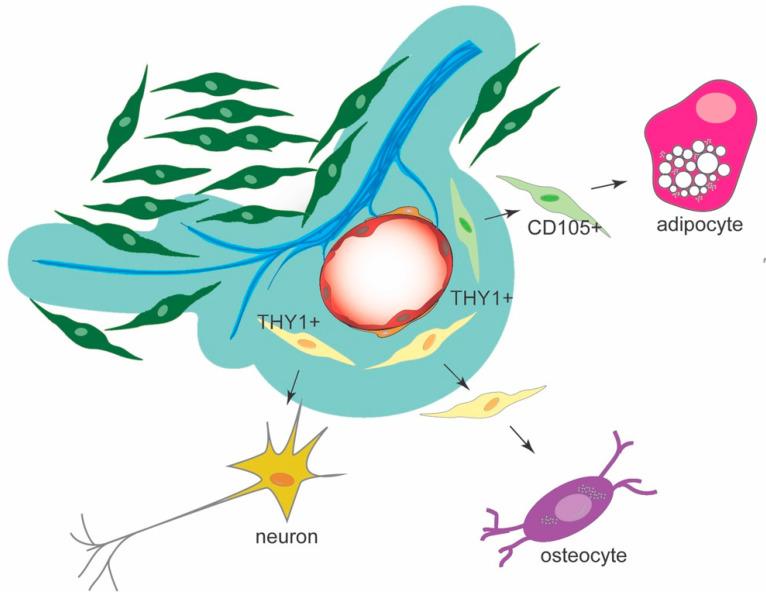 https://cdn.ncbi.nlm.nih.gov/pmc/blobs/3f30/9657129/ceac2f0a500b/cells-11-03415-g010.jpg