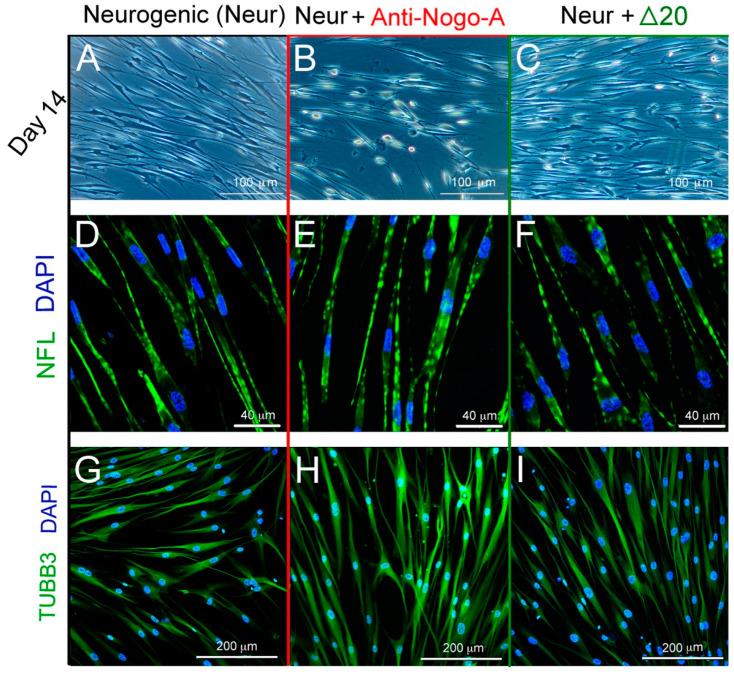 https://cdn.ncbi.nlm.nih.gov/pmc/blobs/3f30/9657129/d527b5ac0239/cells-11-03415-g008.jpg