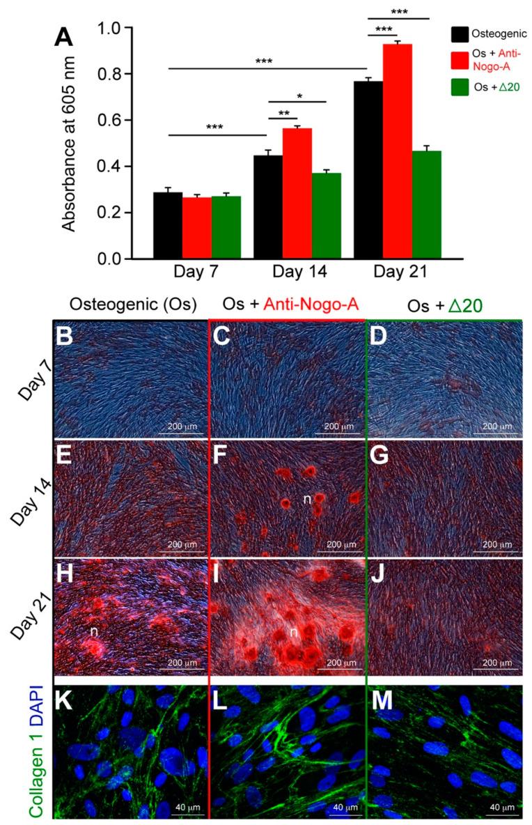 https://cdn.ncbi.nlm.nih.gov/pmc/blobs/3f30/9657129/dead2a502461/cells-11-03415-g004.jpg