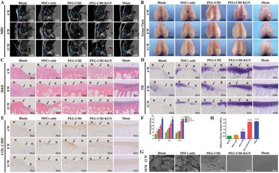 https://cdn.ncbi.nlm.nih.gov/pmc/blobs/3f34/9762312/3c37dc2dd6aa/ADVS-9-2105571-g001.jpg