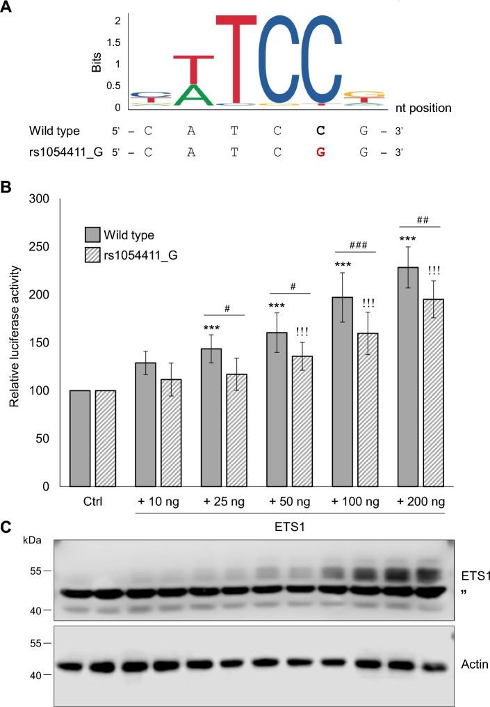 https://cdn.ncbi.nlm.nih.gov/pmc/blobs/3f35/10761808/bc851182bf54/41598_2023_50700_Fig6_HTML.jpg