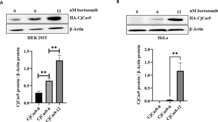 https://cdn.ncbi.nlm.nih.gov/pmc/blobs/3f35/9851528/08adc95fc4fa/pone.0280353.g003.jpg