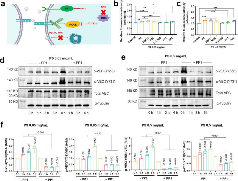 https://cdn.ncbi.nlm.nih.gov/pmc/blobs/3f3a/9376074/344ecbfe1789/41467_2022_32532_Fig4_HTML.jpg
