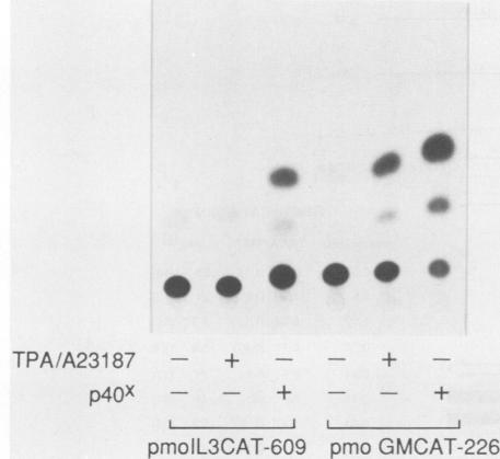 https://cdn.ncbi.nlm.nih.gov/pmc/blobs/3f3f/365666/120ee731a047/molcellb00072-0535-a.jpg