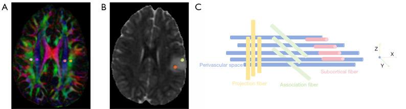 https://cdn.ncbi.nlm.nih.gov/pmc/blobs/3f40/12209625/347d577db06e/qims-15-06-5007-f2.jpg