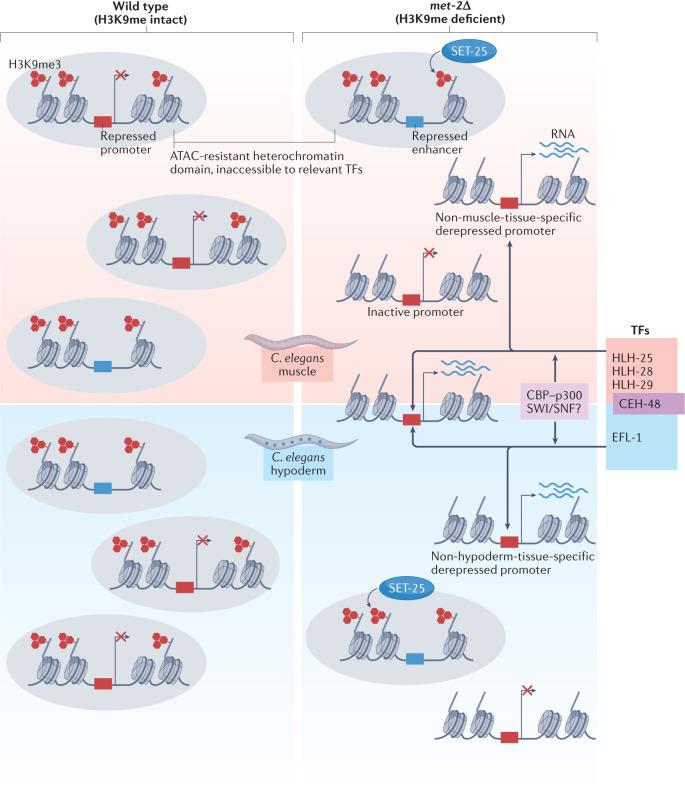 https://cdn.ncbi.nlm.nih.gov/pmc/blobs/3f40/9099300/bbfac7571cc6/41580_2022_483_Fig4_HTML.jpg