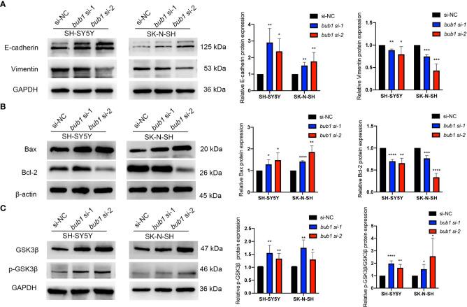 https://cdn.ncbi.nlm.nih.gov/pmc/blobs/3f45/9552328/a27227495bd8/fonc-12-988415-g005.jpg