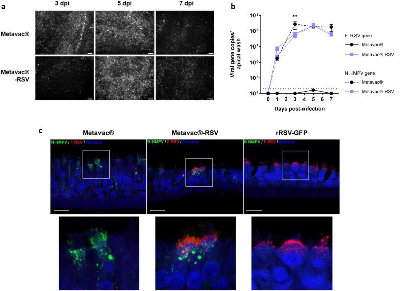 https://cdn.ncbi.nlm.nih.gov/pmc/blobs/3f46/11187144/28cb05b39573/41541_2024_899_Fig3_HTML.jpg