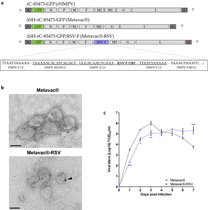 https://cdn.ncbi.nlm.nih.gov/pmc/blobs/3f46/11187144/5566292ce864/41541_2024_899_Fig1_HTML.jpg