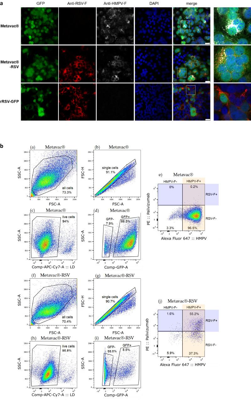 https://cdn.ncbi.nlm.nih.gov/pmc/blobs/3f46/11187144/f68e0d493867/41541_2024_899_Fig2_HTML.jpg