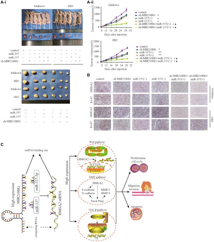 https://cdn.ncbi.nlm.nih.gov/pmc/blobs/3f46/8141672/75169efc06dd/gr8.jpg
