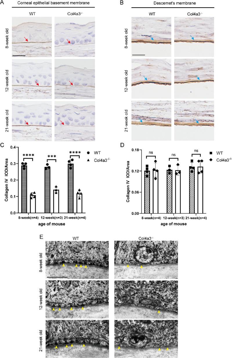 https://cdn.ncbi.nlm.nih.gov/pmc/blobs/3f4f/11268448/393acef515e6/tvst-13-7-16-f001.jpg