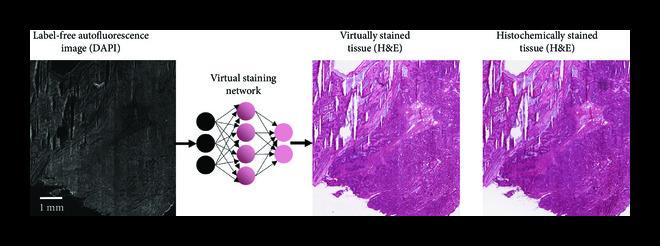 https://cdn.ncbi.nlm.nih.gov/pmc/blobs/3f51/10521663/2bd76539c027/9647163.fig.002.jpg