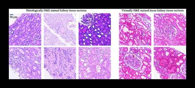 https://cdn.ncbi.nlm.nih.gov/pmc/blobs/3f51/10521663/497e8986ef4a/9647163.fig.005.jpg
