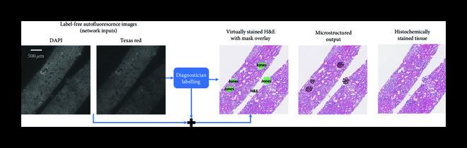 https://cdn.ncbi.nlm.nih.gov/pmc/blobs/3f51/10521663/7094d3feba34/9647163.fig.004a.jpg