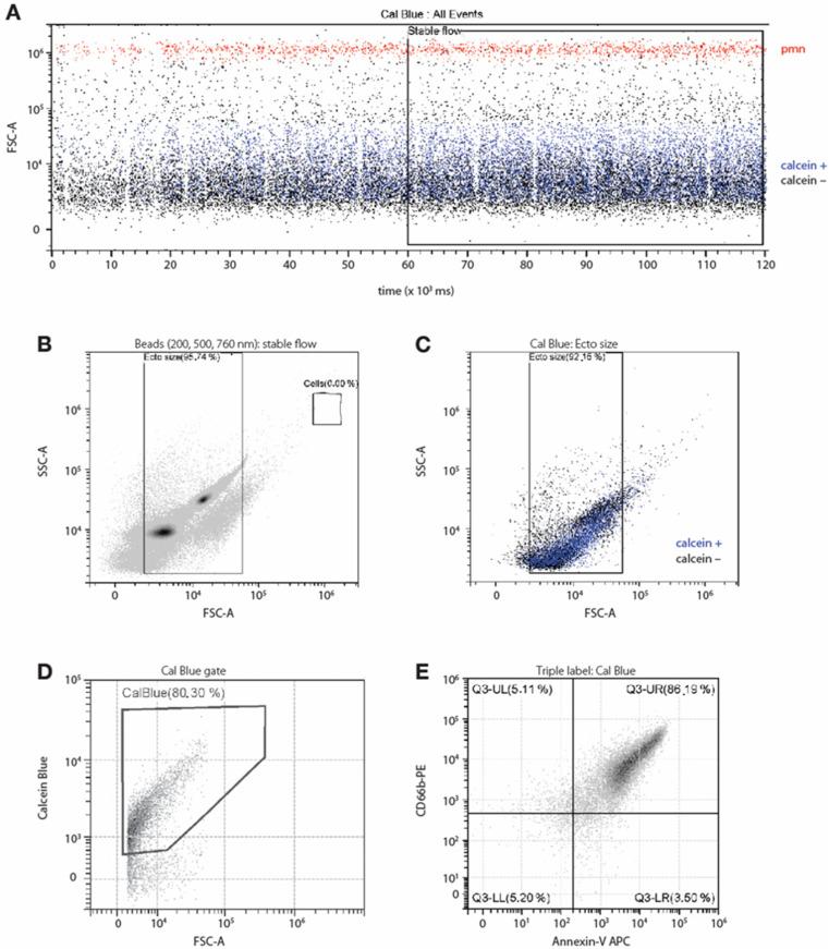 https://cdn.ncbi.nlm.nih.gov/pmc/blobs/3f55/9818892/33623893fc8e/cells-12-00136-g001.jpg
