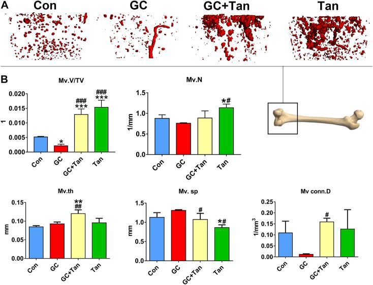 https://cdn.ncbi.nlm.nih.gov/pmc/blobs/3f58/8316650/c49f8c7458ef/fphar-12-722175-g005.jpg