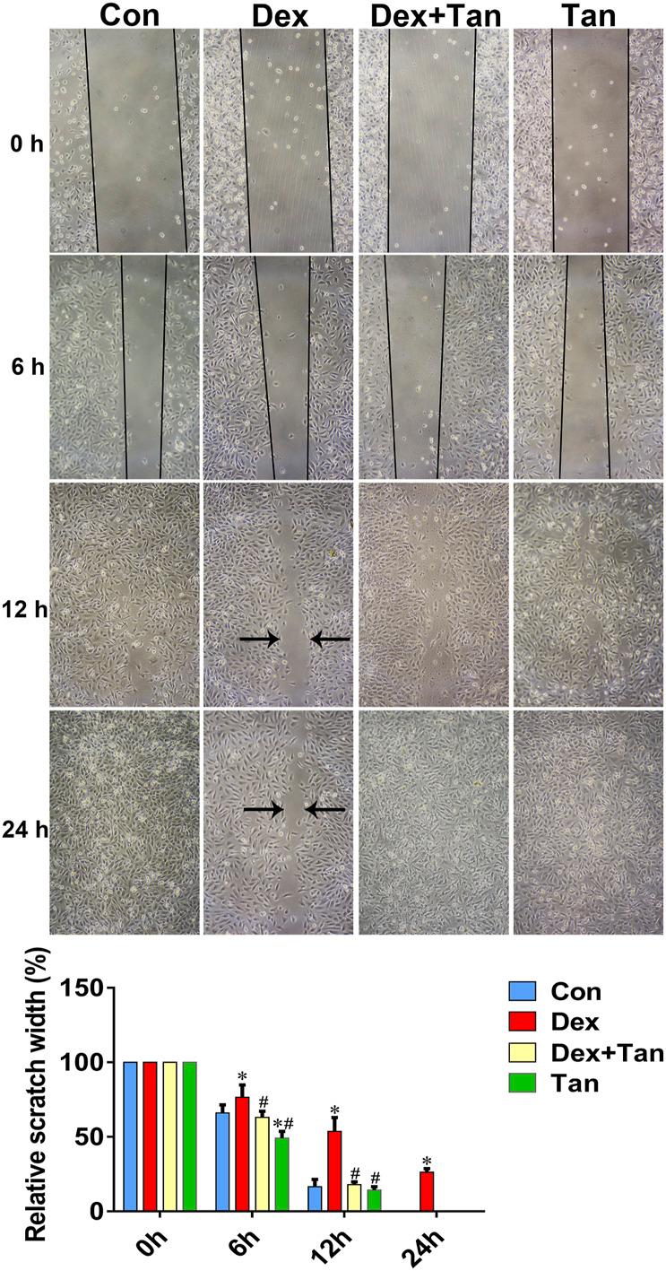 https://cdn.ncbi.nlm.nih.gov/pmc/blobs/3f58/8316650/f966883828a3/fphar-12-722175-g008.jpg