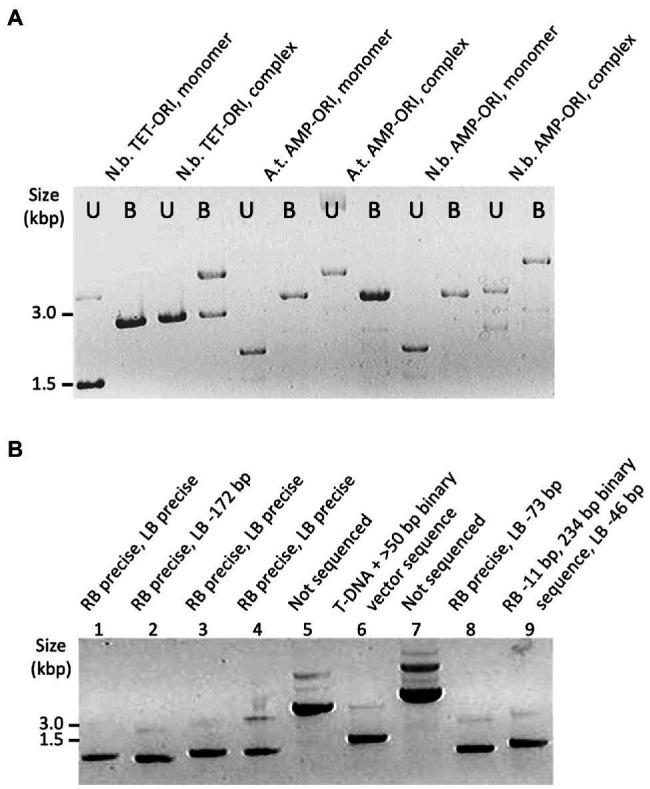 https://cdn.ncbi.nlm.nih.gov/pmc/blobs/3f5a/9121065/398663b7ef5f/fpls-13-849930-g002.jpg