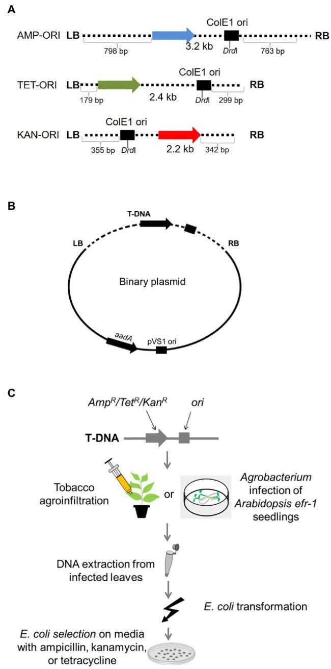 https://cdn.ncbi.nlm.nih.gov/pmc/blobs/3f5a/9121065/eb1e9488188b/fpls-13-849930-g001.jpg