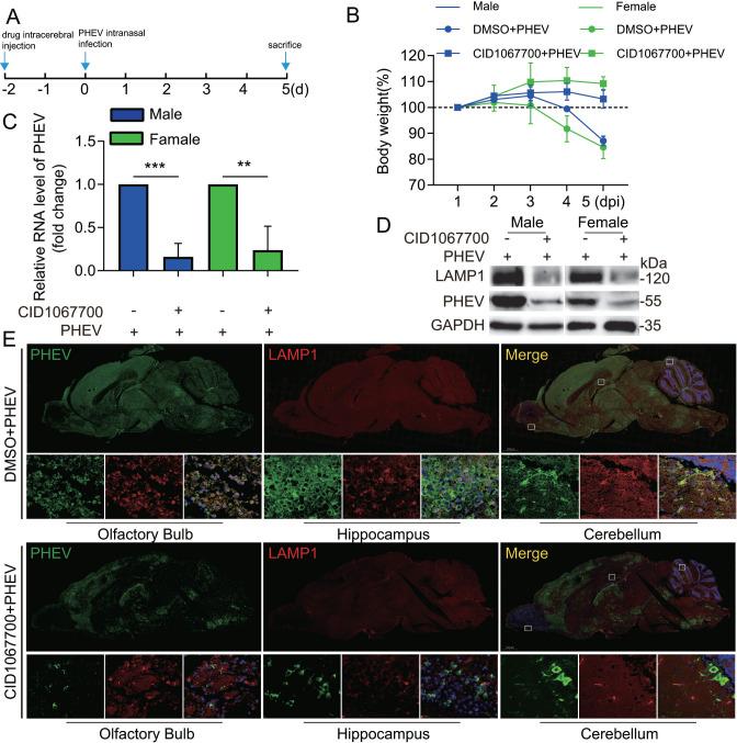 https://cdn.ncbi.nlm.nih.gov/pmc/blobs/3f5b/10734498/1a27162afac4/jvi.01338-23.f009.jpg