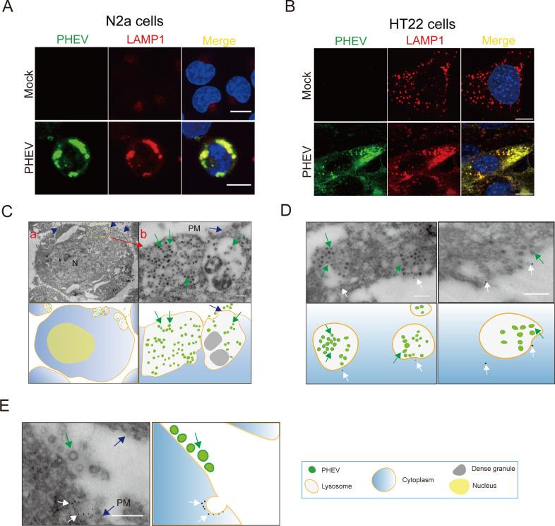 https://cdn.ncbi.nlm.nih.gov/pmc/blobs/3f5b/10734498/27be61611fa9/jvi.01338-23.f001.jpg