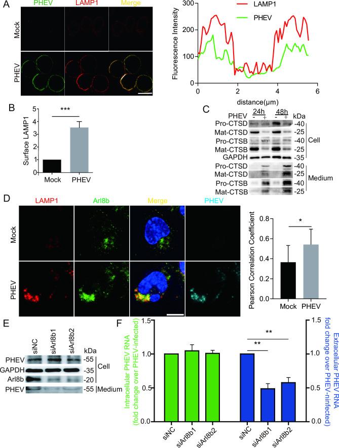 https://cdn.ncbi.nlm.nih.gov/pmc/blobs/3f5b/10734498/82fbf1758373/jvi.01338-23.f003.jpg