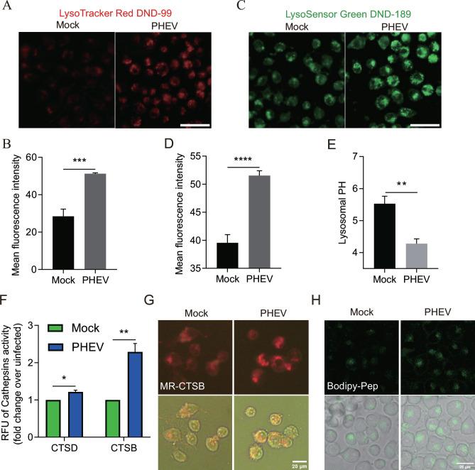 https://cdn.ncbi.nlm.nih.gov/pmc/blobs/3f5b/10734498/86761a306350/jvi.01338-23.f004.jpg