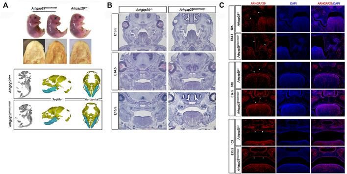 https://cdn.ncbi.nlm.nih.gov/pmc/blobs/3f5c/9428125/7310e93b792b/fgene-13-947126-g003.jpg