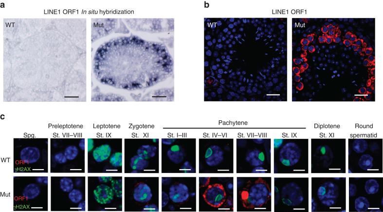 https://cdn.ncbi.nlm.nih.gov/pmc/blobs/3f5f/5635004/4ac2e99fe913/41467_2017_854_Fig2_HTML.jpg
