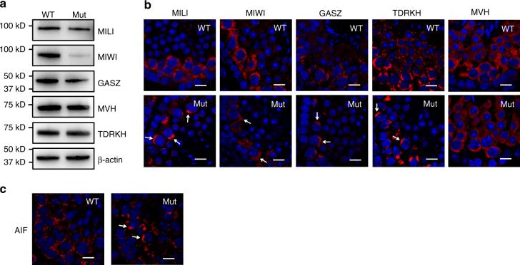 https://cdn.ncbi.nlm.nih.gov/pmc/blobs/3f5f/5635004/937032349f63/41467_2017_854_Fig3_HTML.jpg