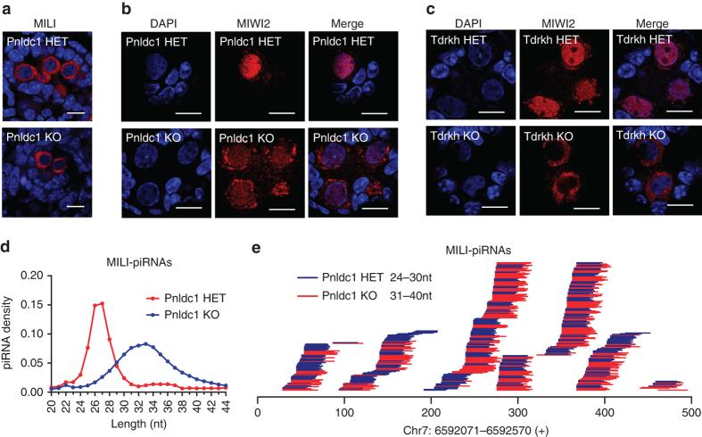 https://cdn.ncbi.nlm.nih.gov/pmc/blobs/3f5f/5635004/fd4ac64fa0ab/41467_2017_854_Fig7_HTML.jpg