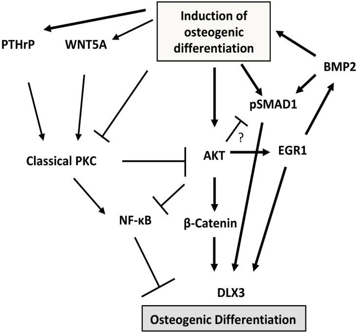 https://cdn.ncbi.nlm.nih.gov/pmc/blobs/3f5f/9180518/8bda98b8e03d/ijms-23-05945-g003.jpg