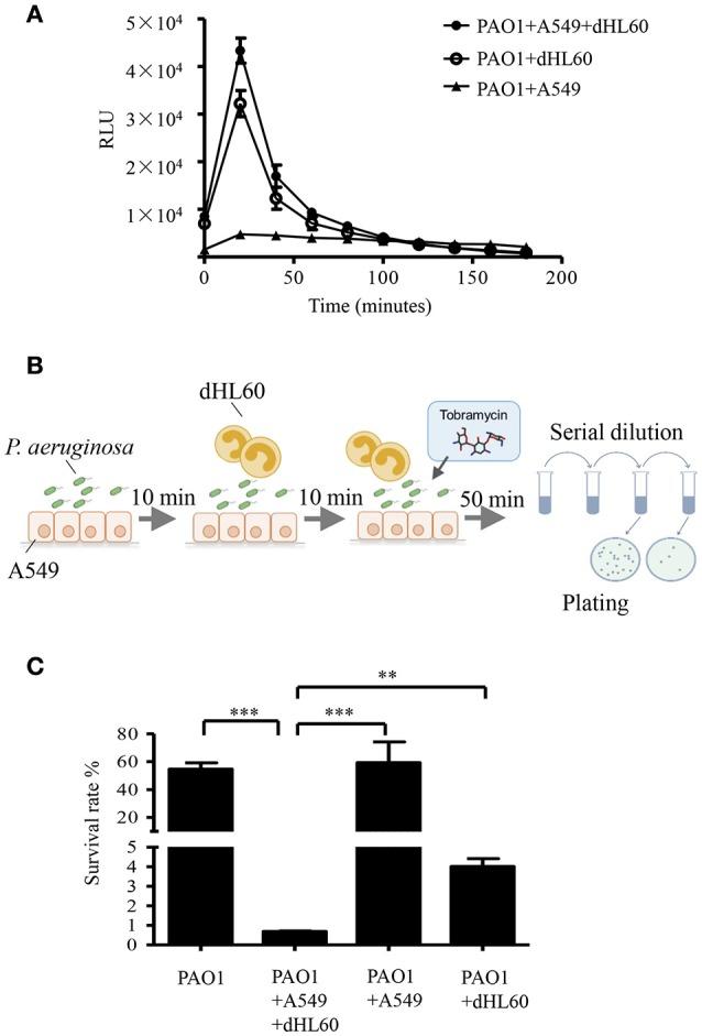 https://cdn.ncbi.nlm.nih.gov/pmc/blobs/3f65/5348532/3fd527e9af0e/fcimb-07-00083-g0002.jpg