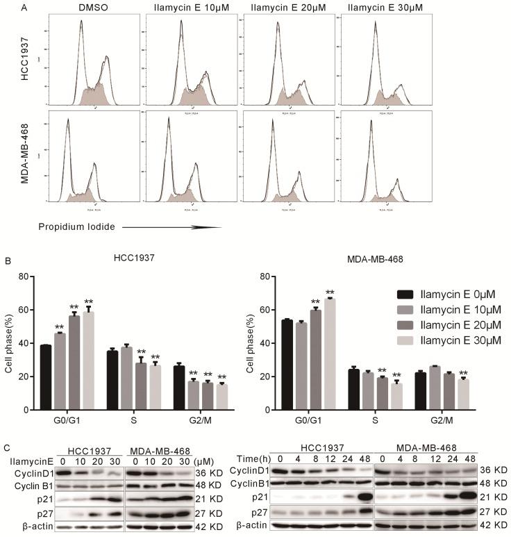 https://cdn.ncbi.nlm.nih.gov/pmc/blobs/3f65/6643221/2b49420f8e54/ijbsv15p1723g003.jpg
