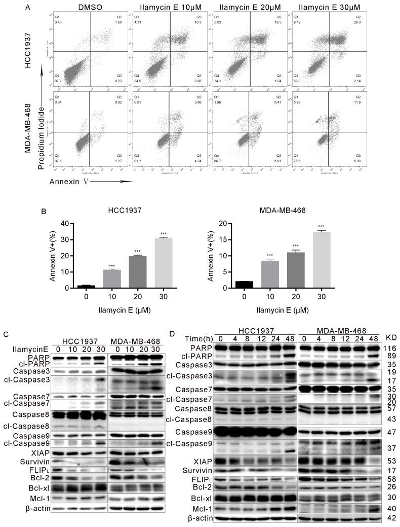 https://cdn.ncbi.nlm.nih.gov/pmc/blobs/3f65/6643221/346f5a9b10fe/ijbsv15p1723g004.jpg
