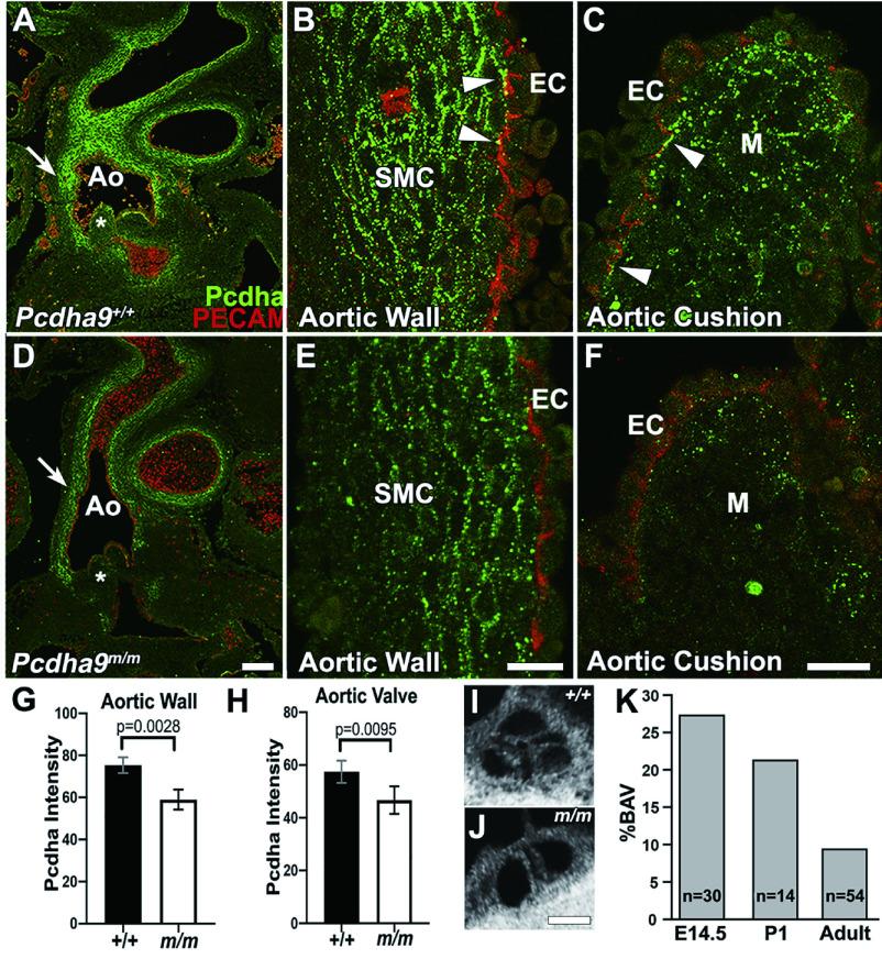 https://cdn.ncbi.nlm.nih.gov/pmc/blobs/3f66/10236297/9579efd1552c/zr-44-3-577-7.jpg