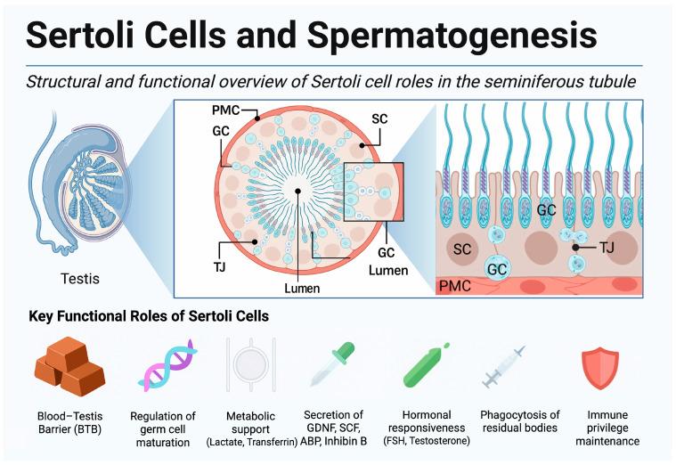 https://cdn.ncbi.nlm.nih.gov/pmc/blobs/3f68/12347267/99f73d161d0c/ijms-26-07383-g001.jpg