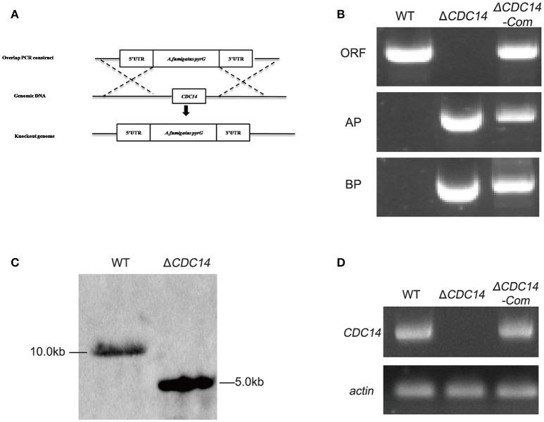 https://cdn.ncbi.nlm.nih.gov/pmc/blobs/3f6a/5950752/d104e6af0d35/fcimb-08-00141-g0002.jpg