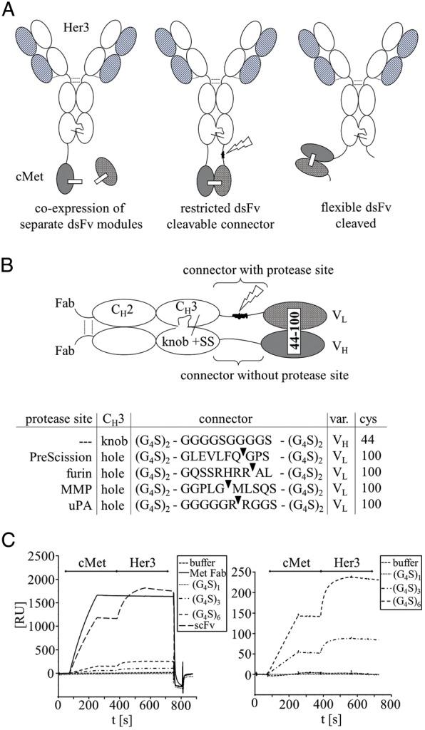 https://cdn.ncbi.nlm.nih.gov/pmc/blobs/3f6d/3449404/291018299aee/gzs06401.jpg