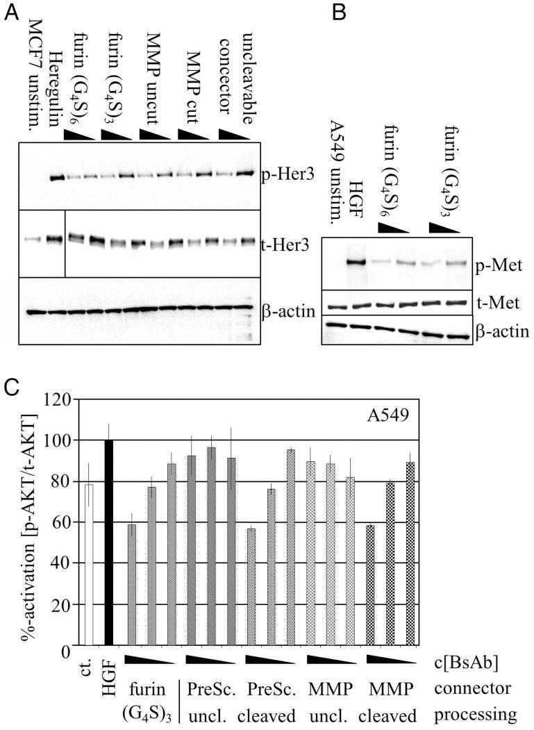 https://cdn.ncbi.nlm.nih.gov/pmc/blobs/3f6d/3449404/e928ee485773/gzs06405.jpg
