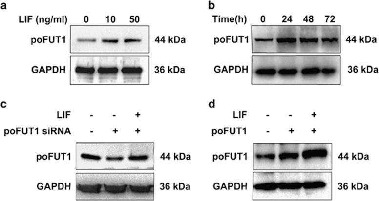 https://cdn.ncbi.nlm.nih.gov/pmc/blobs/3f6d/4454310/ba92aec2a3b3/cddis2014335f5.jpg